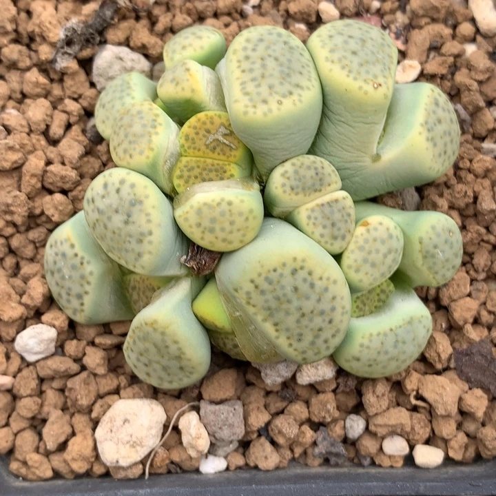 精品多肉植物精品变异