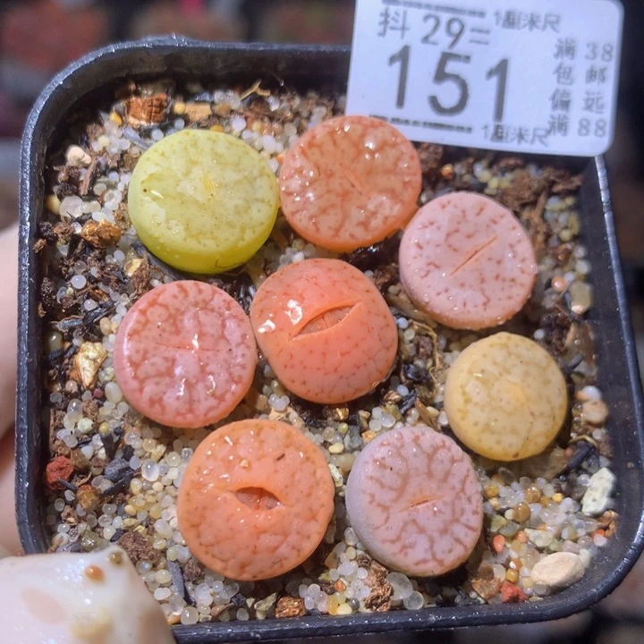 精品生石花29.151