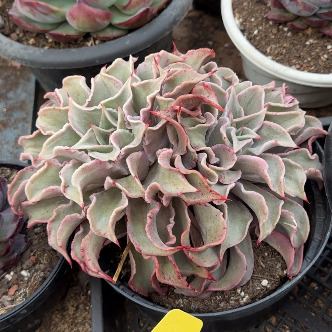 饺子皮物一拍包装收缩花旱