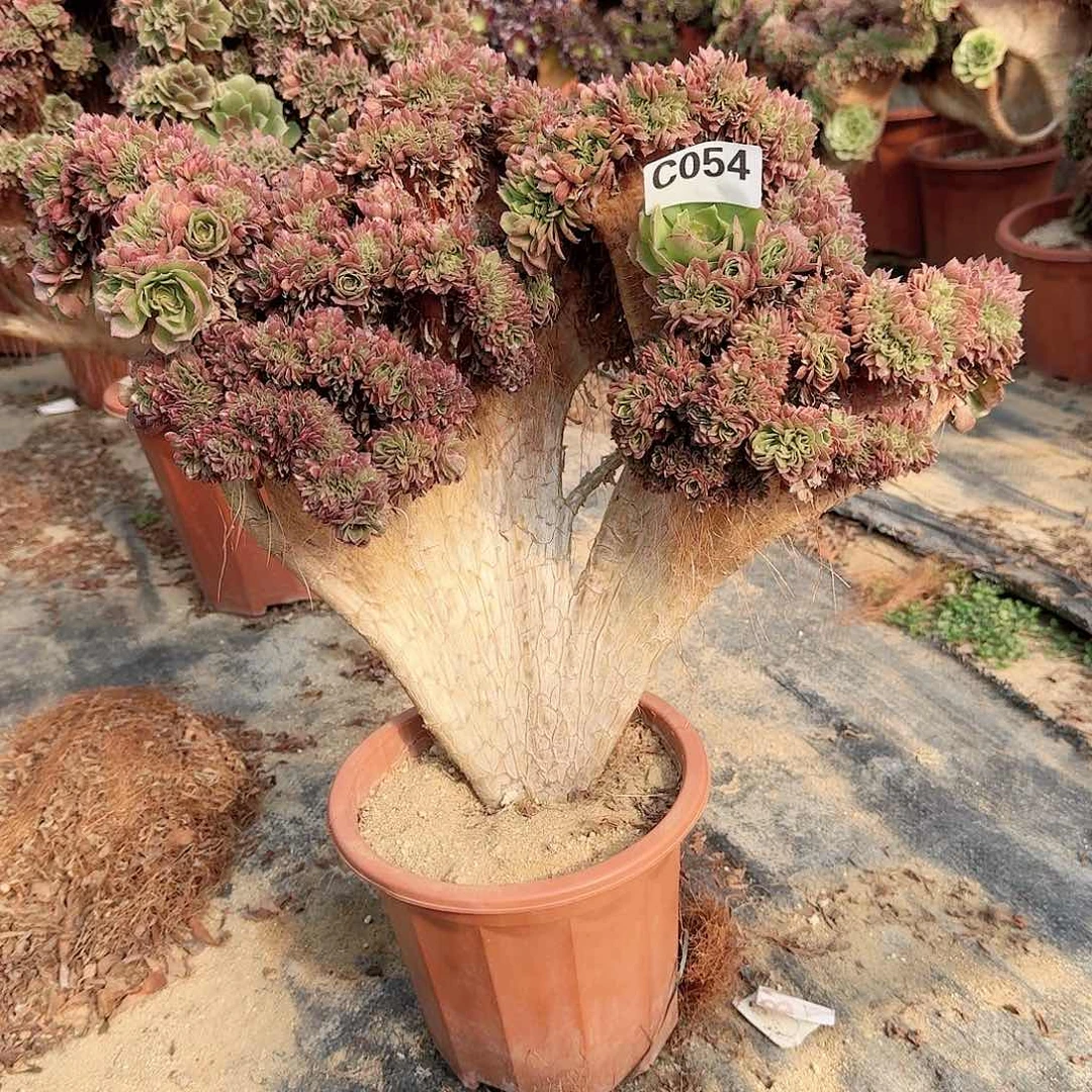 054万朵朵一颗呀呀微瑕