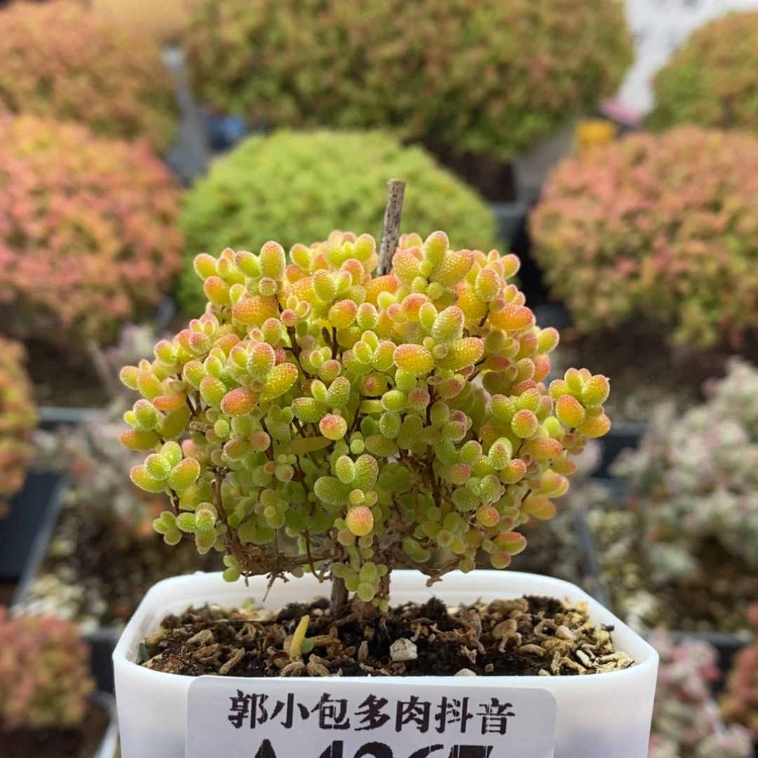 蜜橘糖球4267枝干番杏