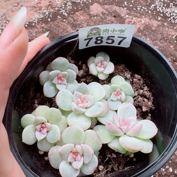大***妮多肉植物多肉植物