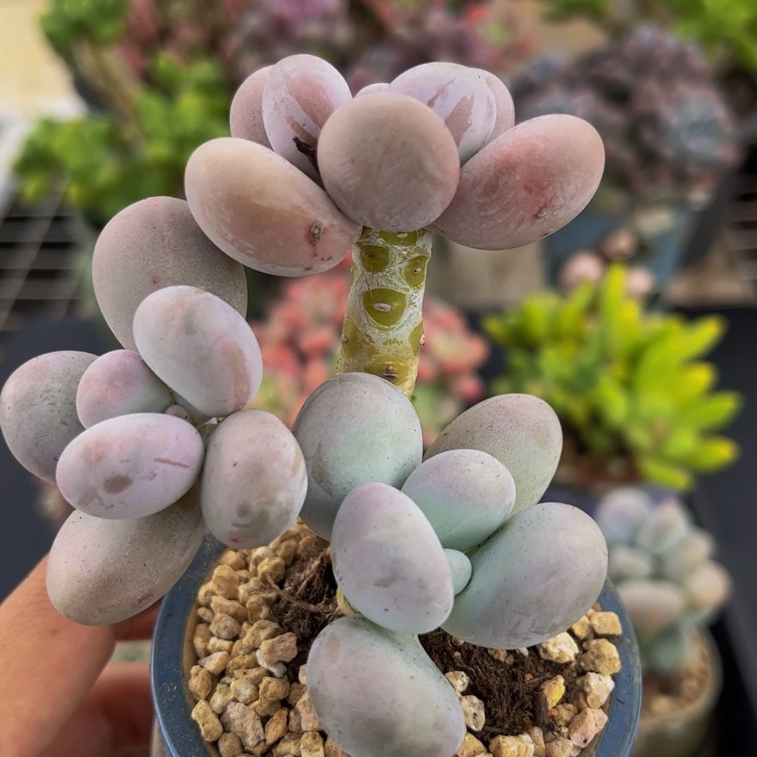 287-原始奶多肉6cm