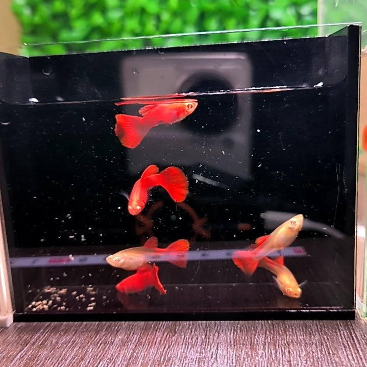 海水鱼精品孔雀鱼，血红大贝，三公三母。