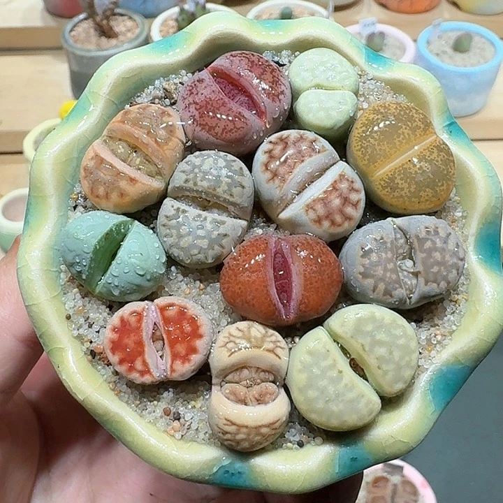红陶蘑菇251彩拼