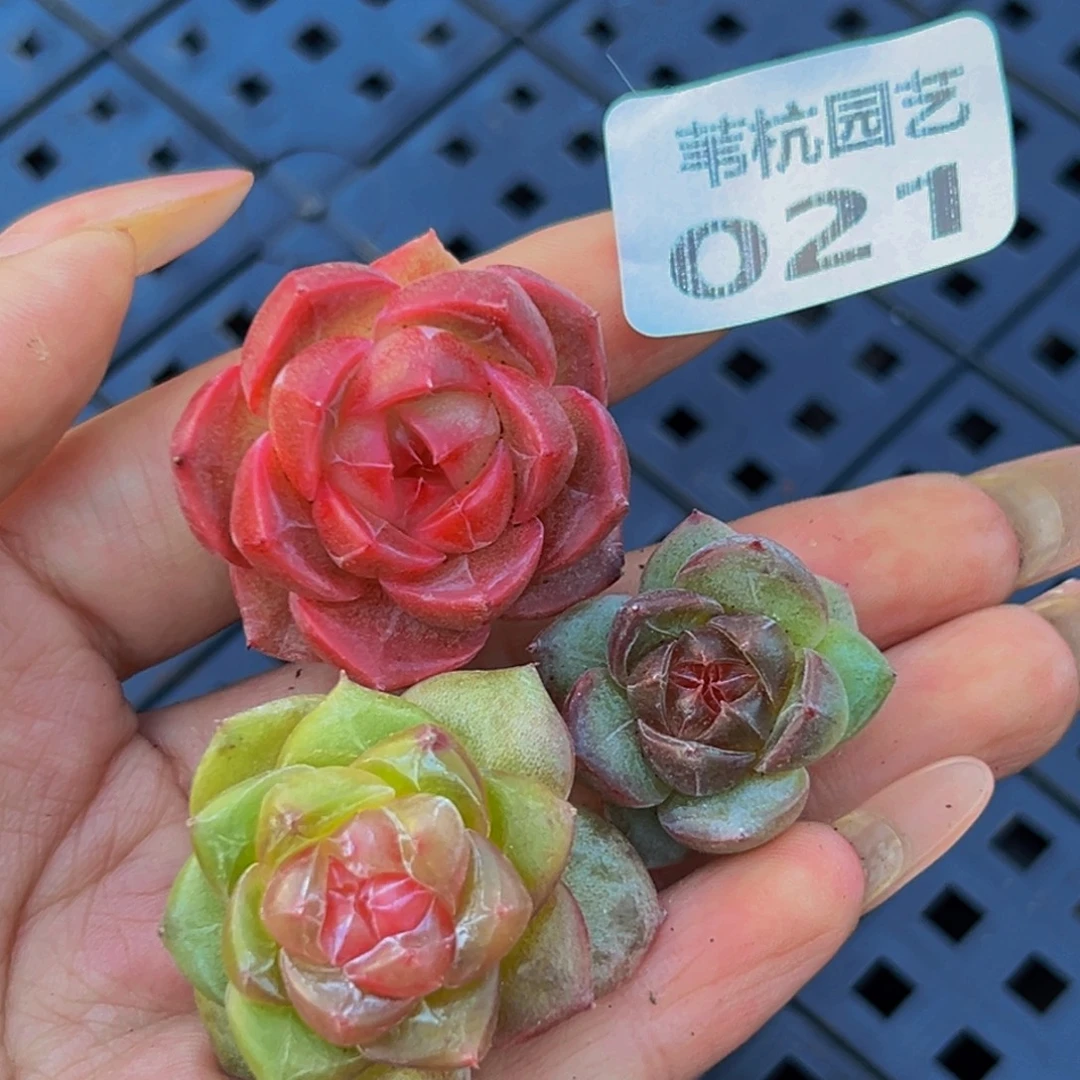 021多肉葡萄的味道是真的很好吃
