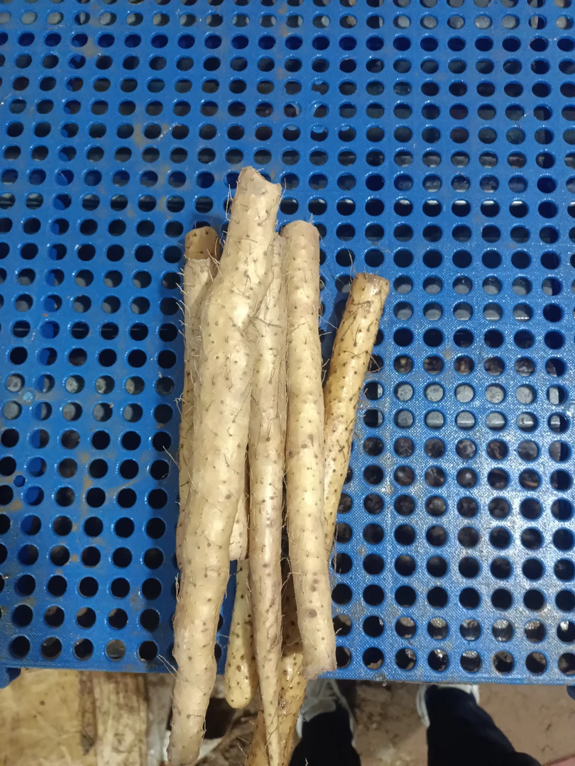 断果，断果，15——25cm/5斤，