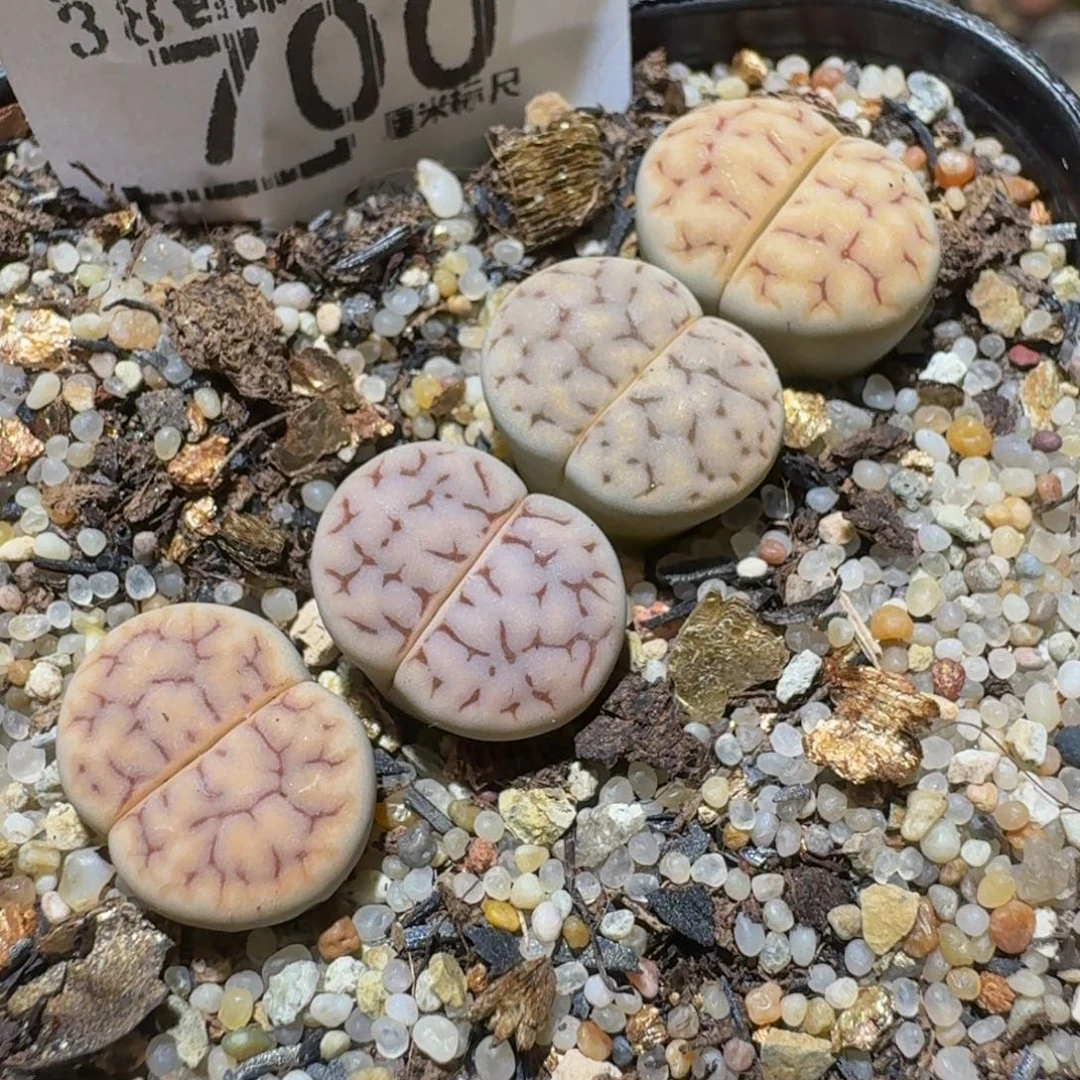 Ssss精品生石花700