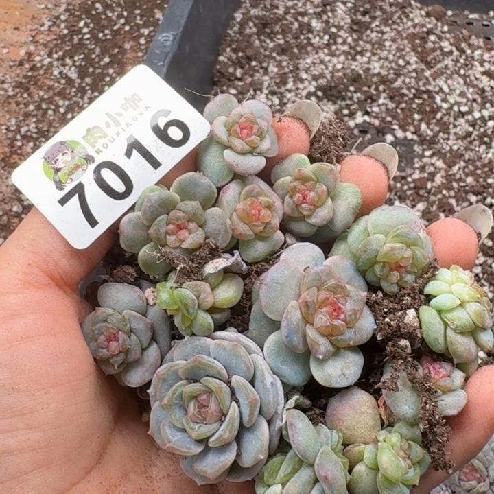 可***可多肉植物多肉植物