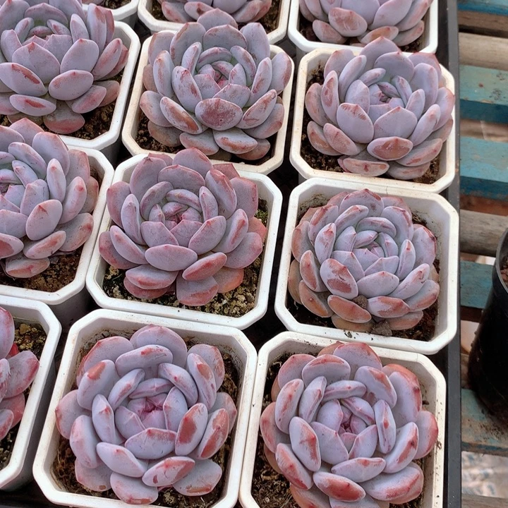 单头雪天使两单包邮