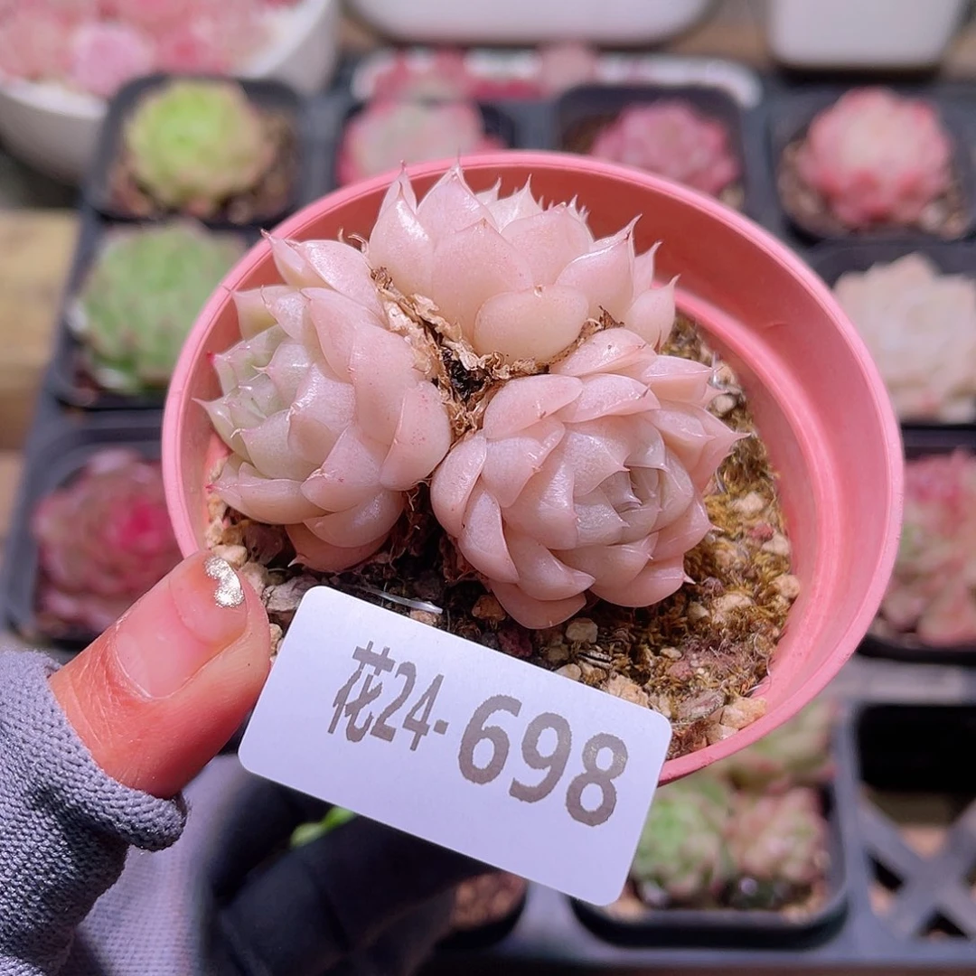 花24-698麦秆三头