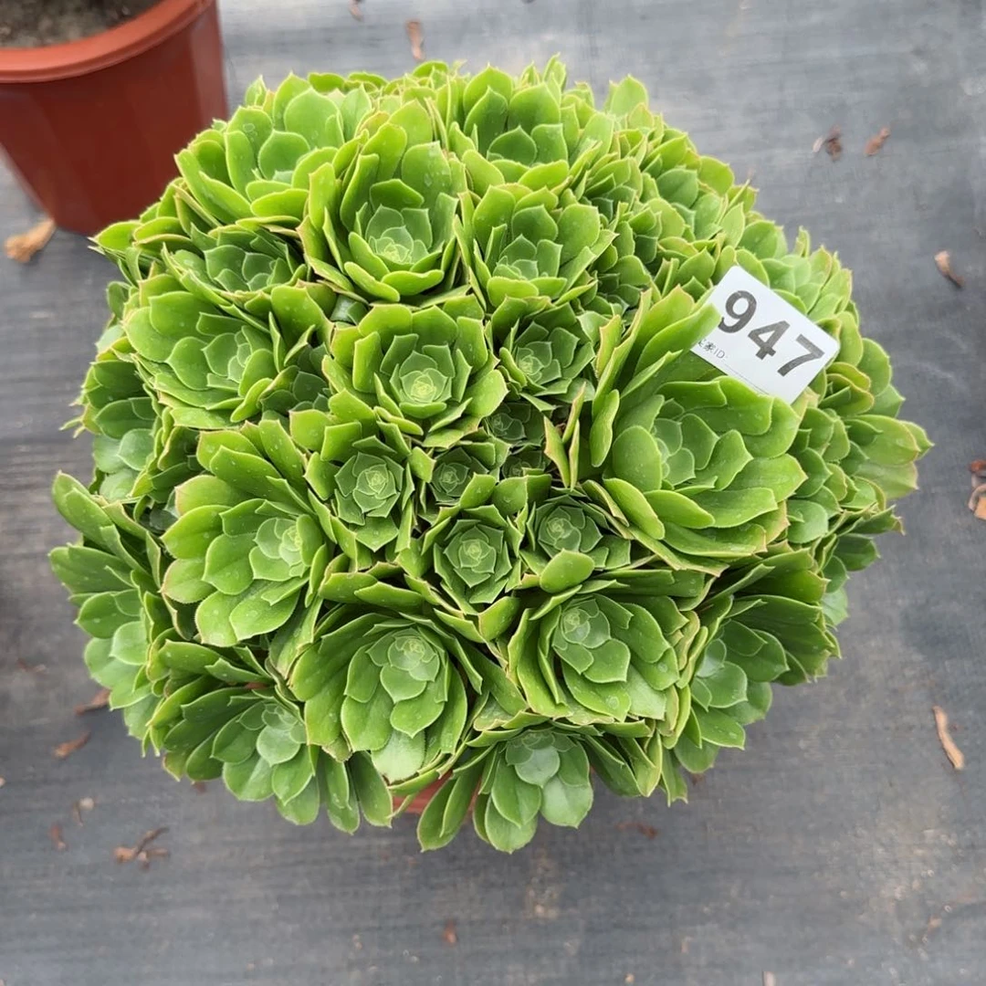 不****切947多肉植物绿朵