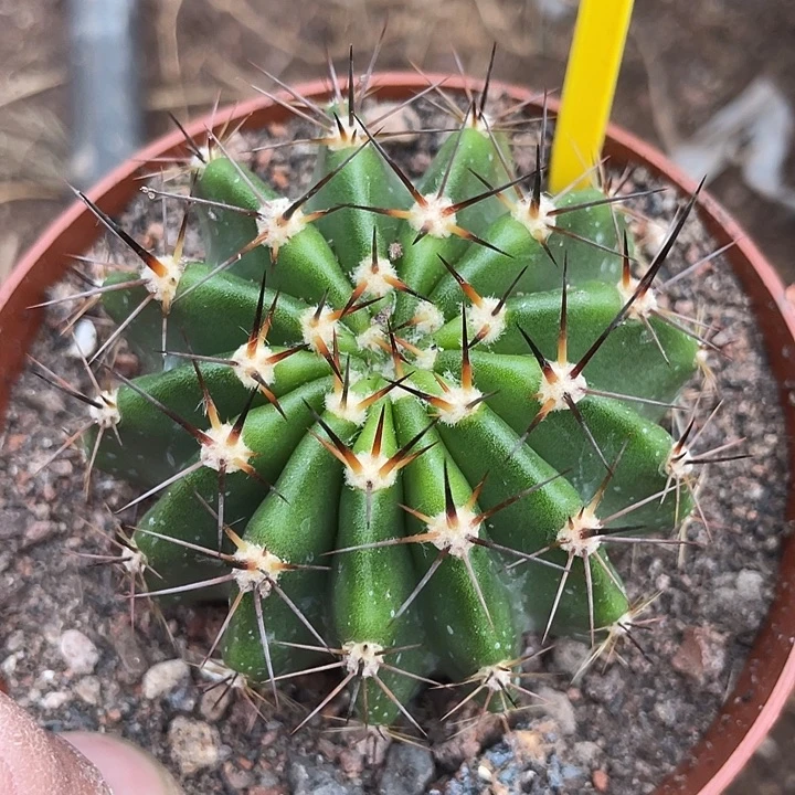 173号实生彩草带盆