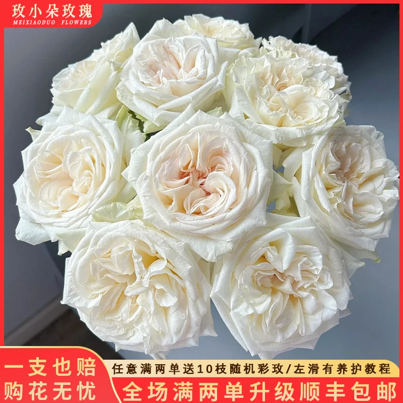 【北方玫小朵玫瑰&白荔枝】花期持久 产地直发 一单韵达两单顺丰