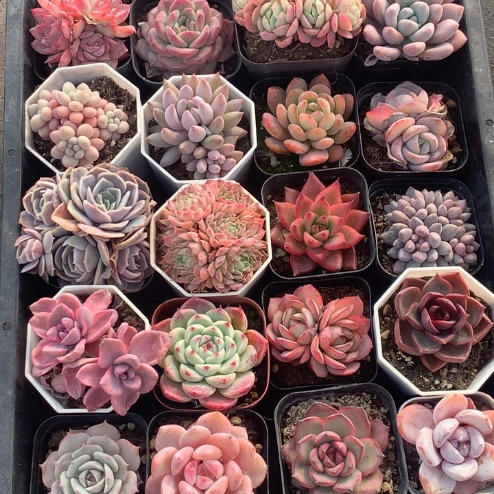 一物一拍20颗  包邮