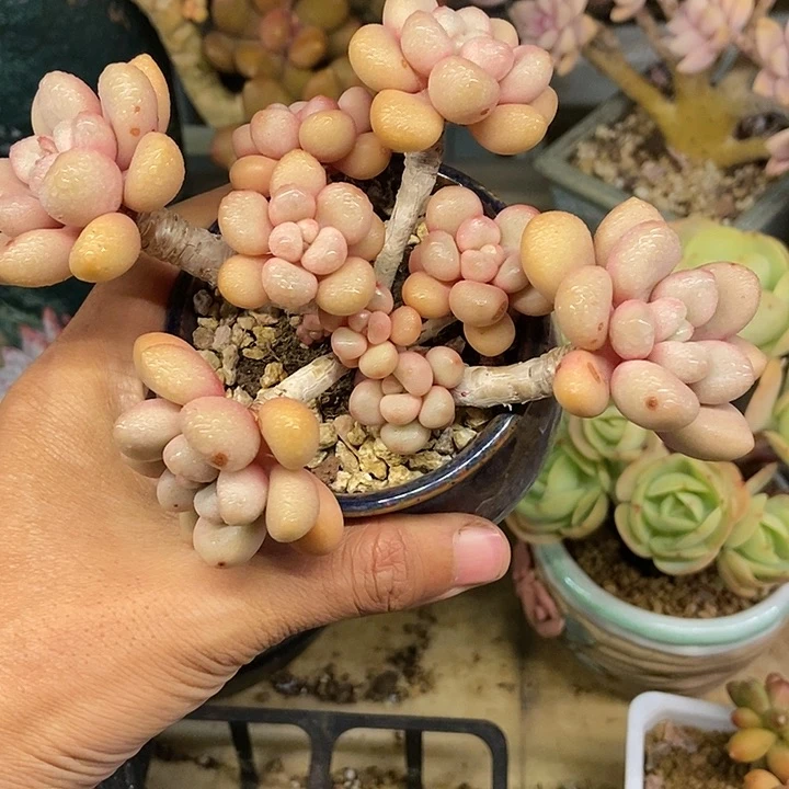 多肉植物一物一拍