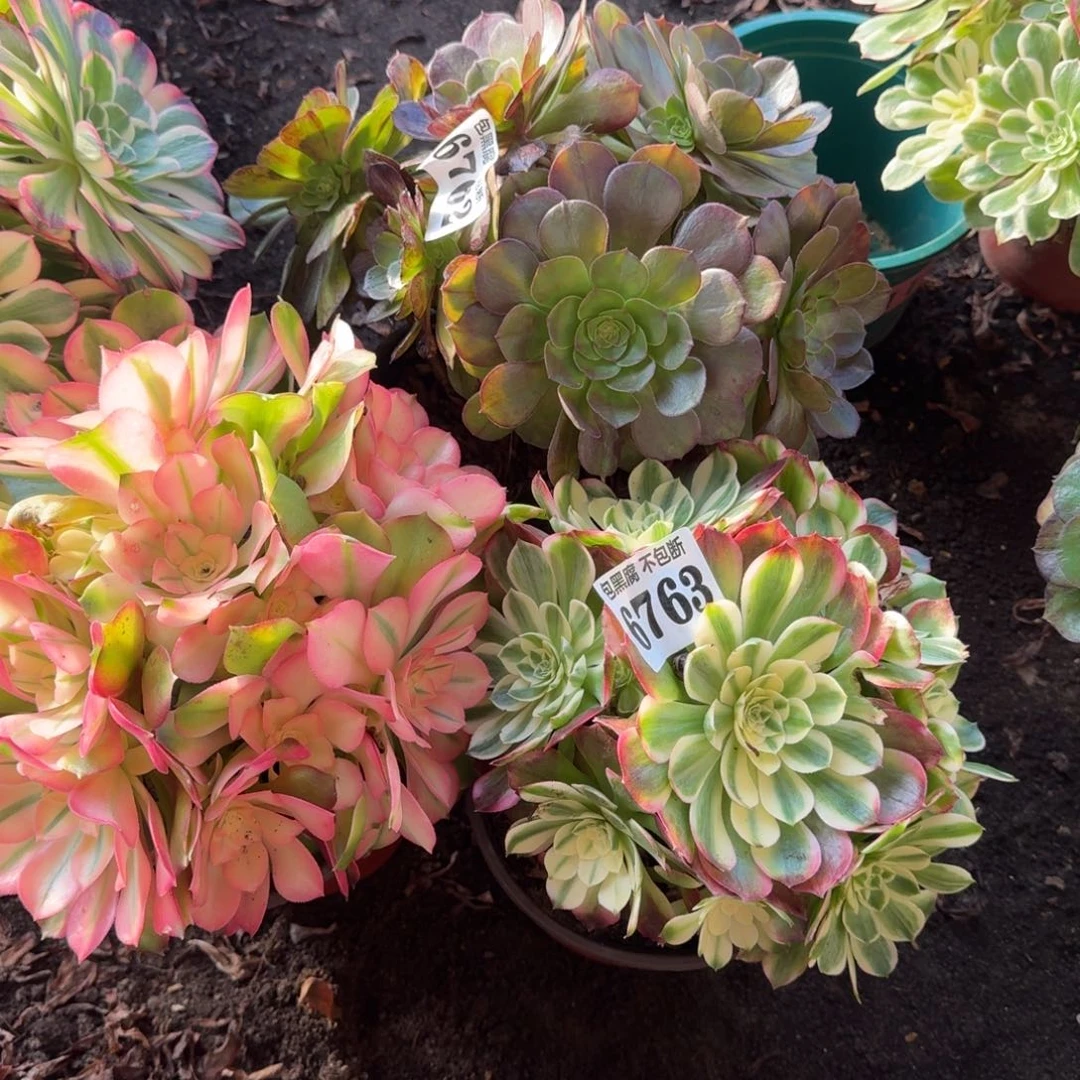 法师3颗6763 19-35