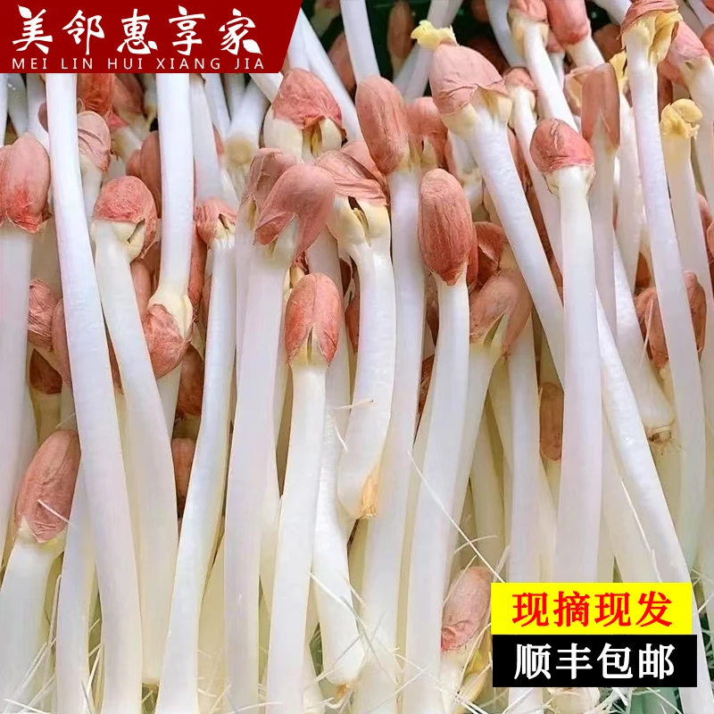美邻惠享家【顺丰送货上门】新鲜花生芽脆嫩蔬菜凉拌菜食用沙拉芽菜