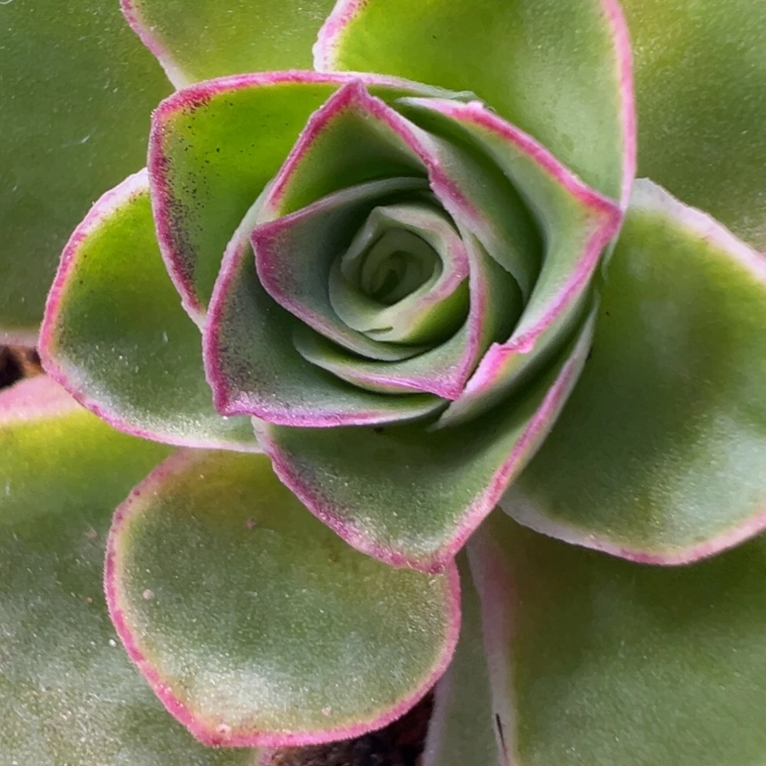 陈陈糖糖929清欢侧芽