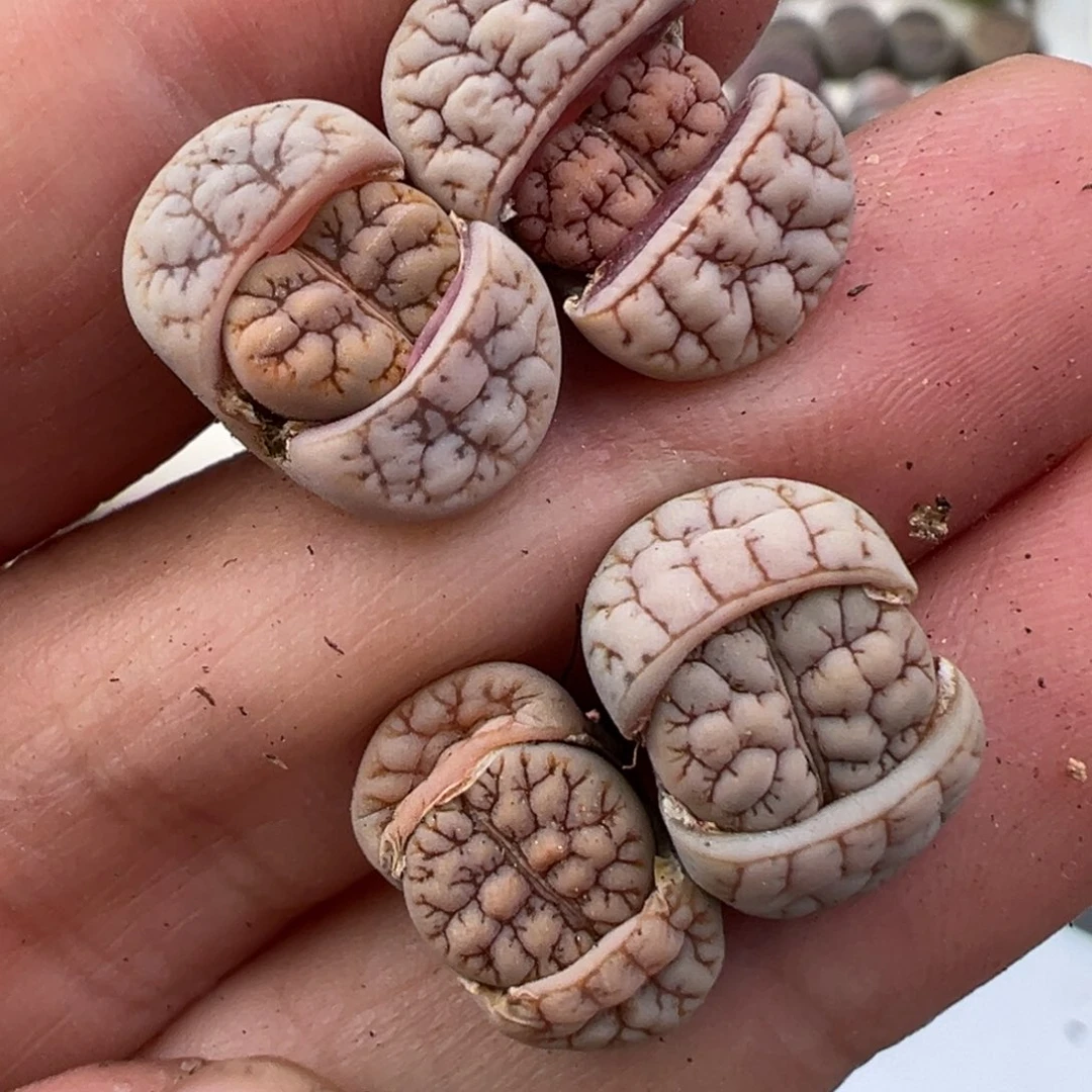 12.22好看的多肉脱土发货414