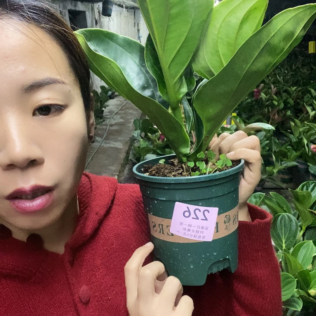 木本植物五**霞木本花卉226