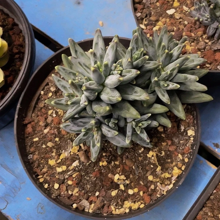 凤羽哦哦哦哦哦哦哦