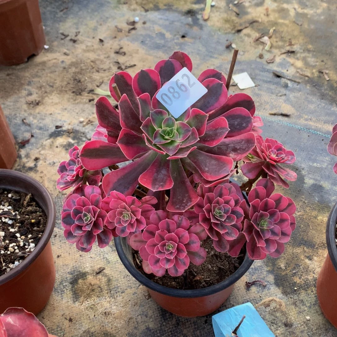 Z****S多肉000008620000