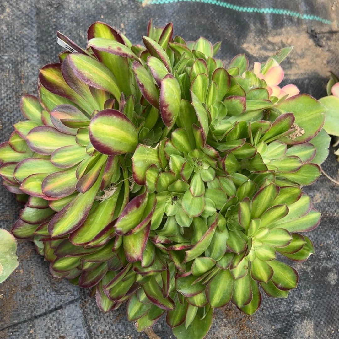 100韶秀七彩多肉多肉