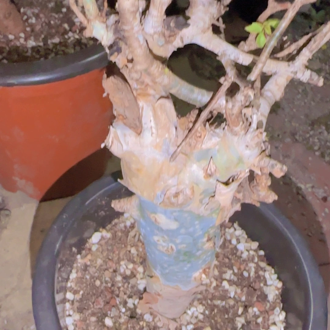 _***林块根植物块根植物