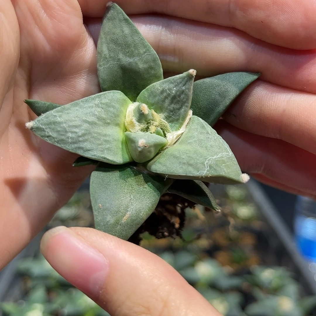 5.5cm实生好好青瓷牡丹sp萝卜根