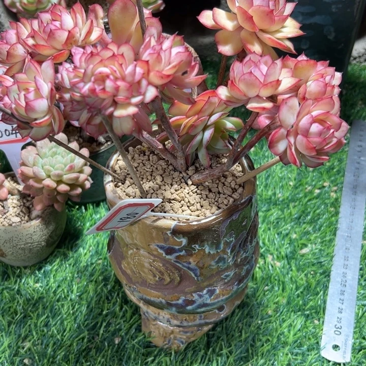 A***180牡丹亭带缀一物一拍98