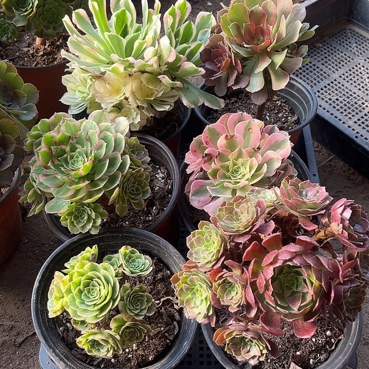 740多肉植物组合，