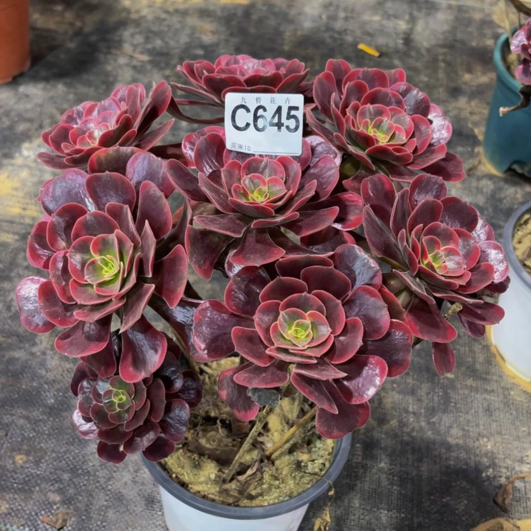 【闪购商品】64500