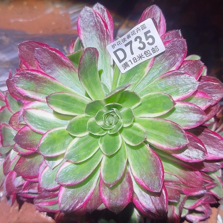 多肉法师海王捧花