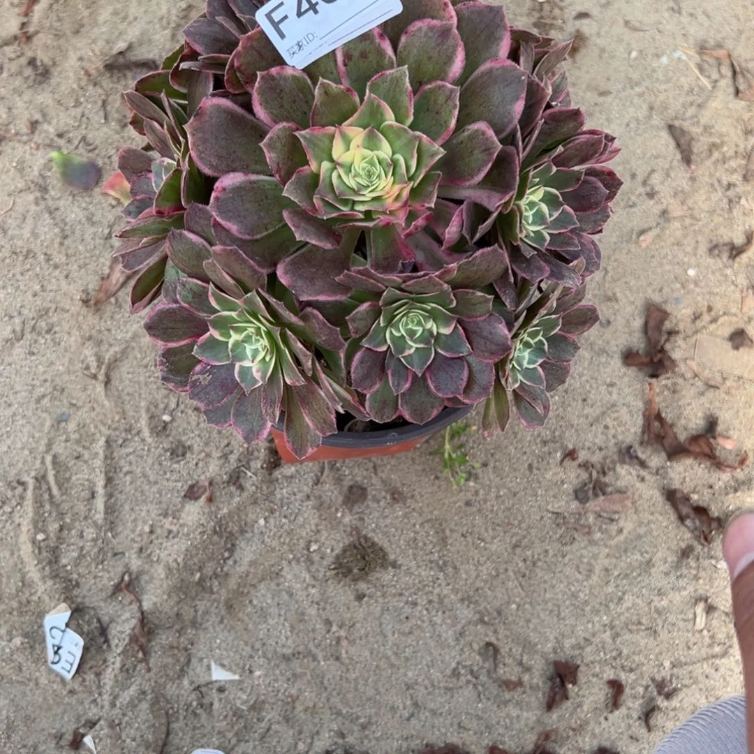 看***牛407孔雀翎多肉植物法师多肉