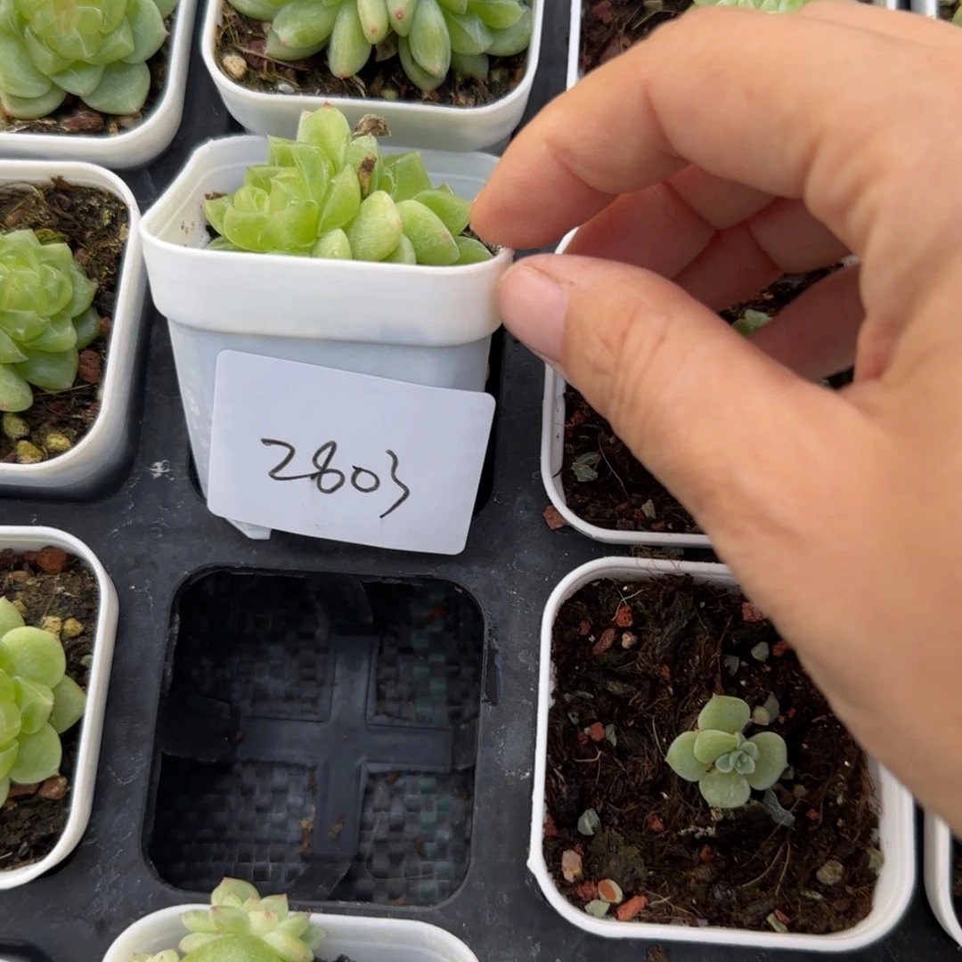 ****慈2801 穴一个满20包邮