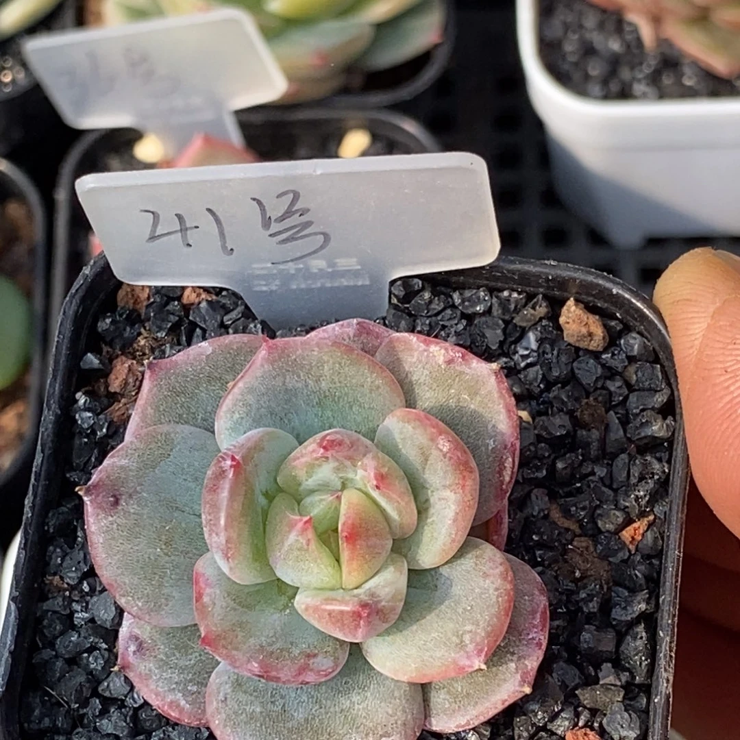 天官赐福百无禁忌