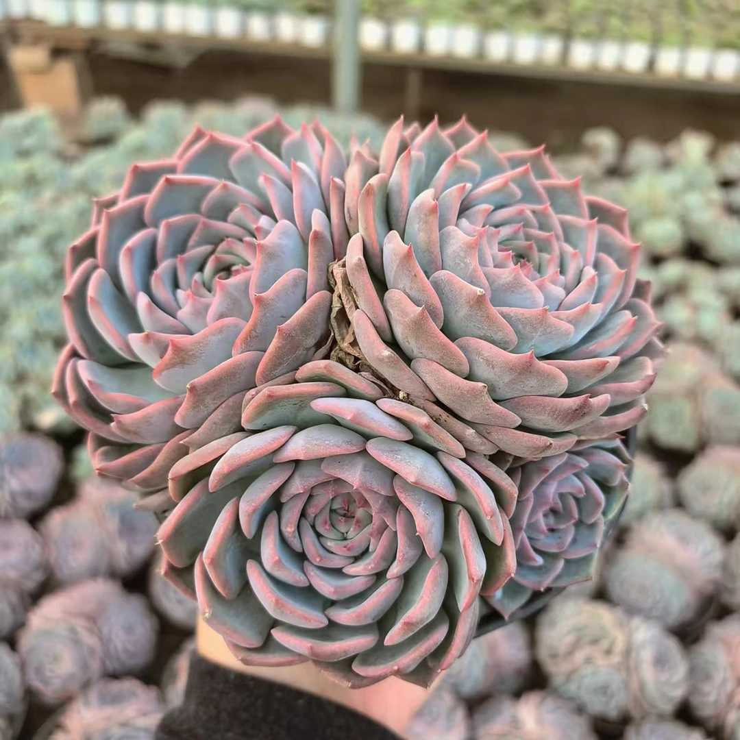 三头起皮卡丘【满9.9包邮】