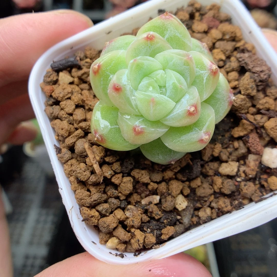 T80y y y y y g y t t