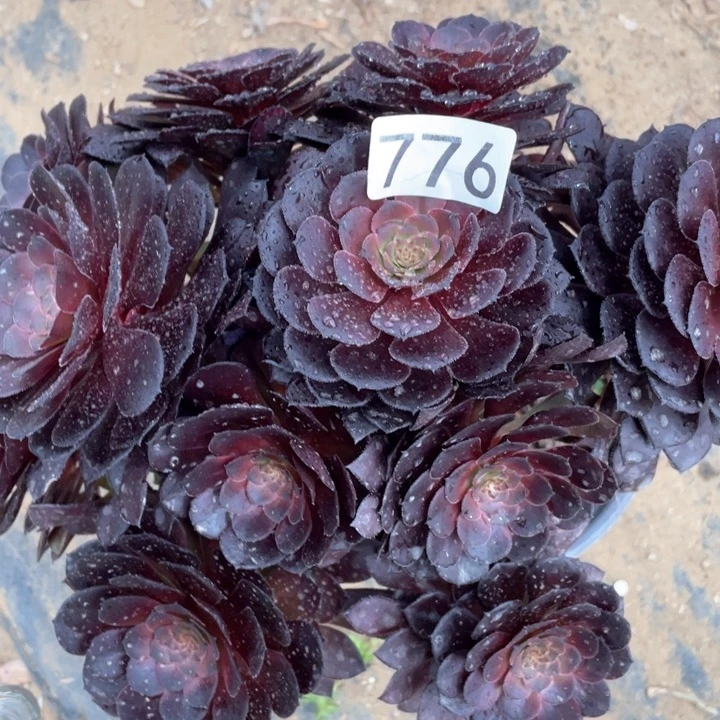 776多肉植物黑铜壶