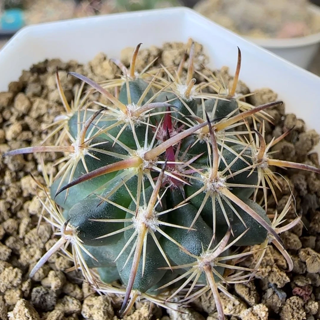 108实生虎爪多肉2.8厘米