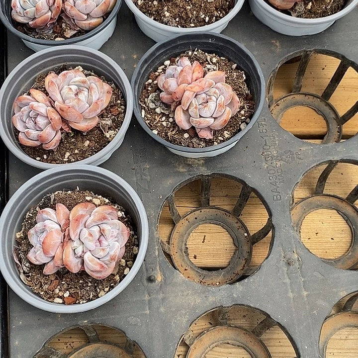 双头石榴籽星影福利多多