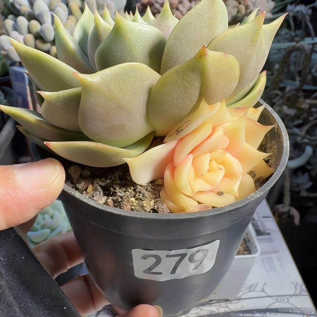 279贝加尔湖全锦满20包邮