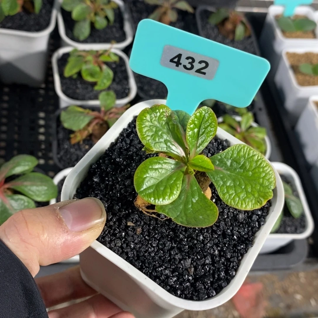 鬼笑大戟多肉植物一个