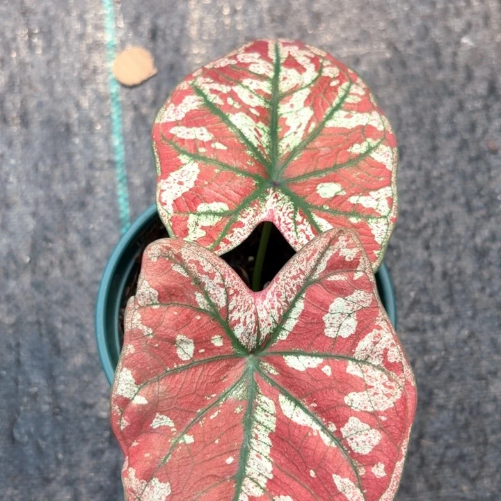 完全开放猩红玛丽泰彩