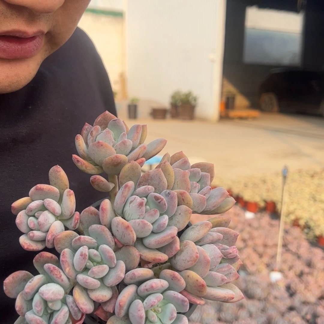 灰姑娘六头起发整桩