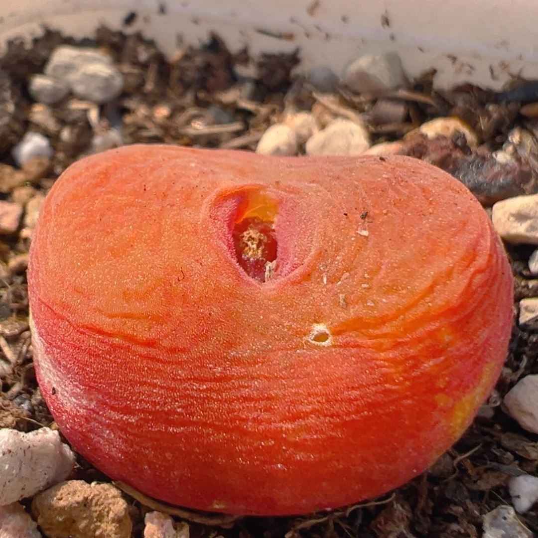 拒*150多肉植物百科知识