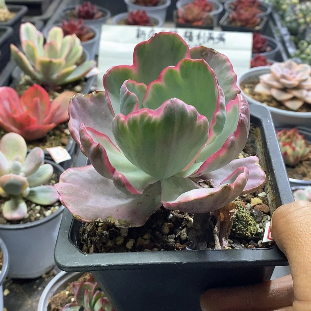 1561飞云锦有杆子多肉植物