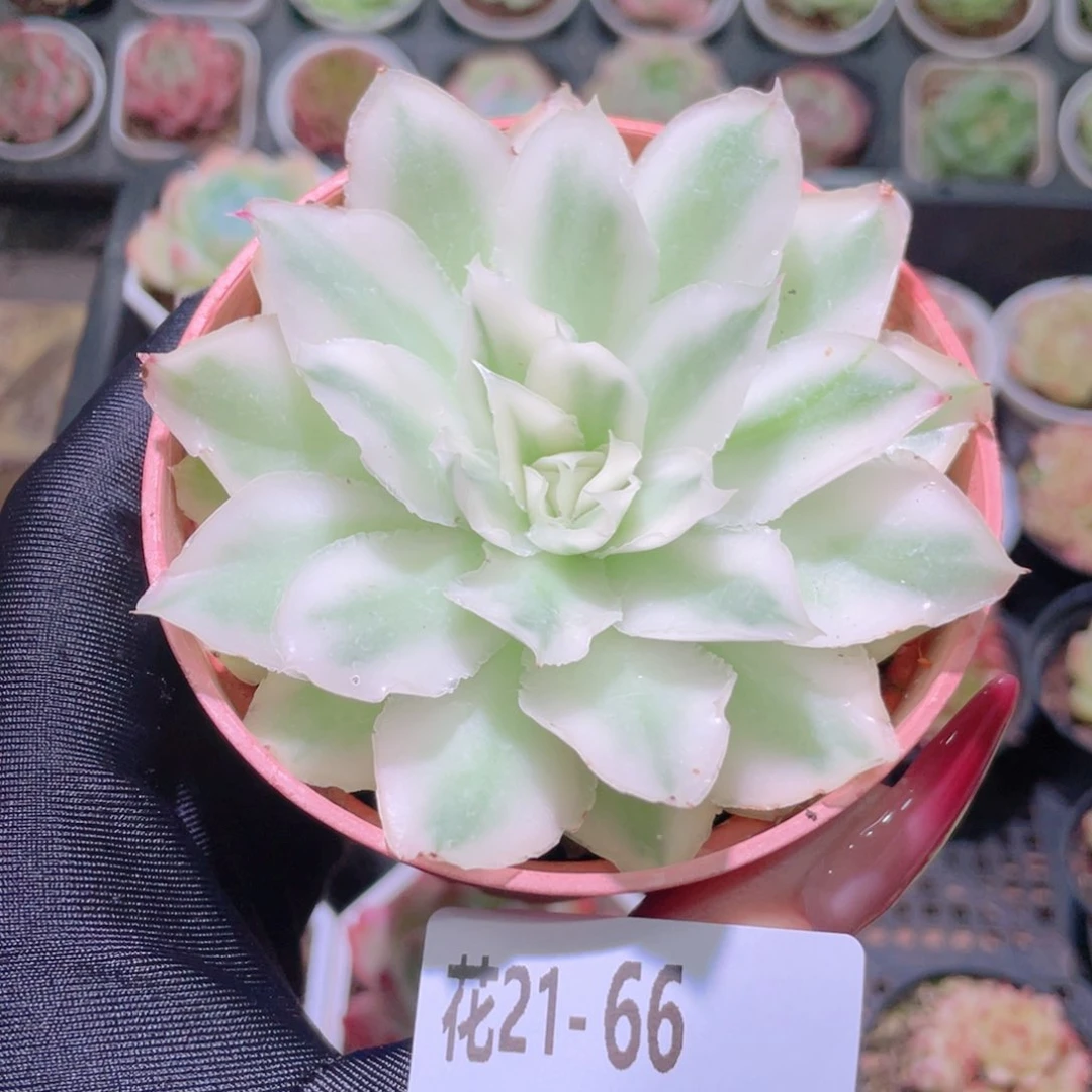 花利美21-66紫蝴蝶锦