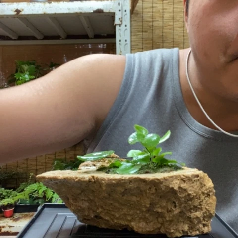 红陶一物一拍所见即所得22